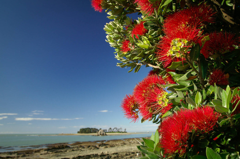 Haulashore Island Pohutukawa 