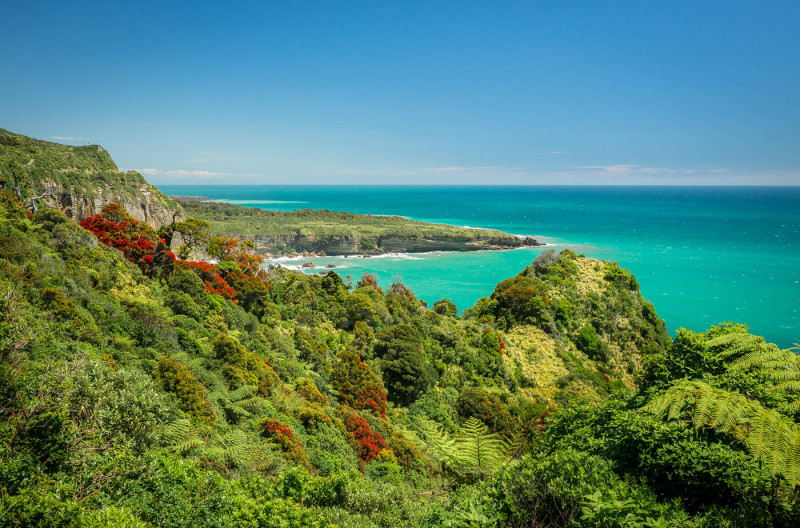 Rata Forest, West Coast, NZ 