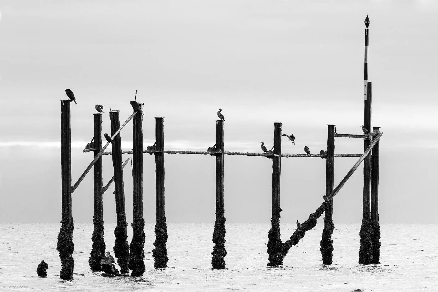 Blackpoles, Golden Bay, NZ 